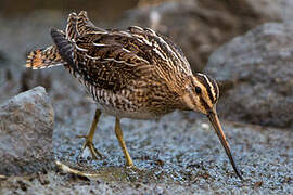 Common Snipe