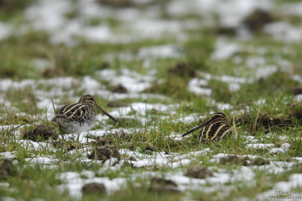 Common Snipeadult post breeding, feeding habits, Behaviour