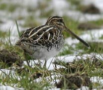 Common Snipe