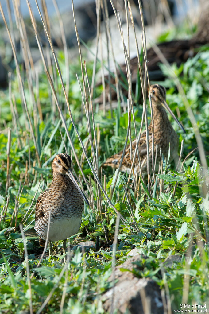 Common Snipe, camouflage