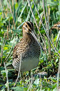 Common Snipe