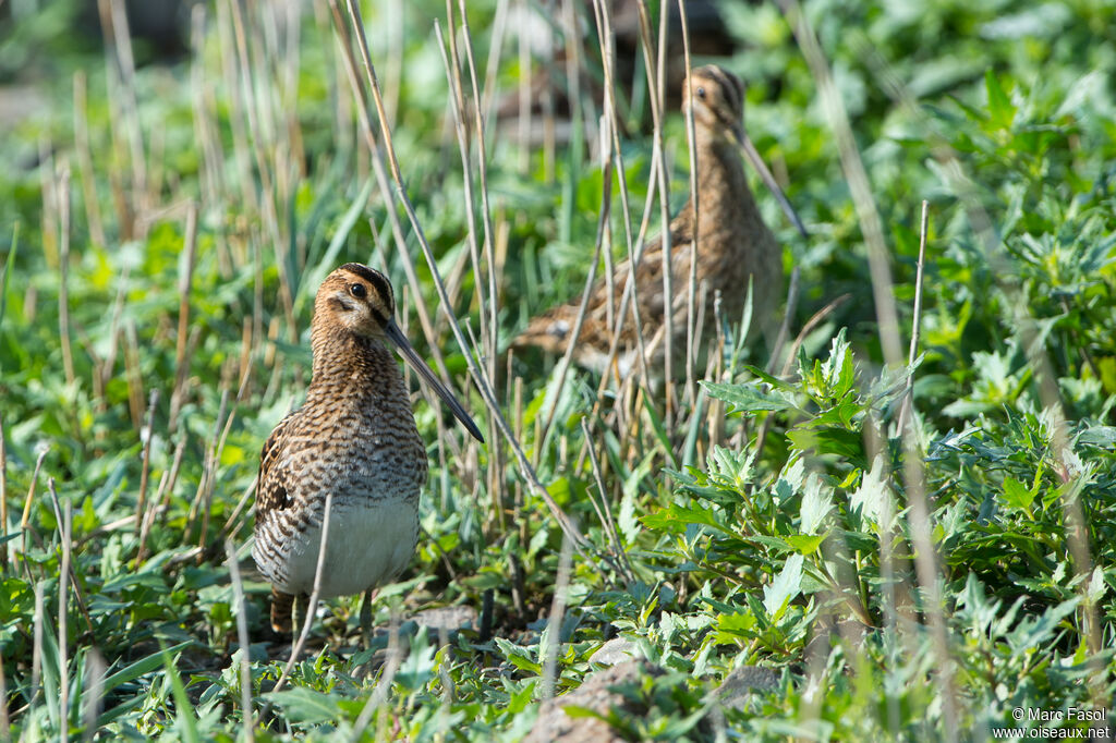 Common Snipe