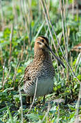 Common Snipe