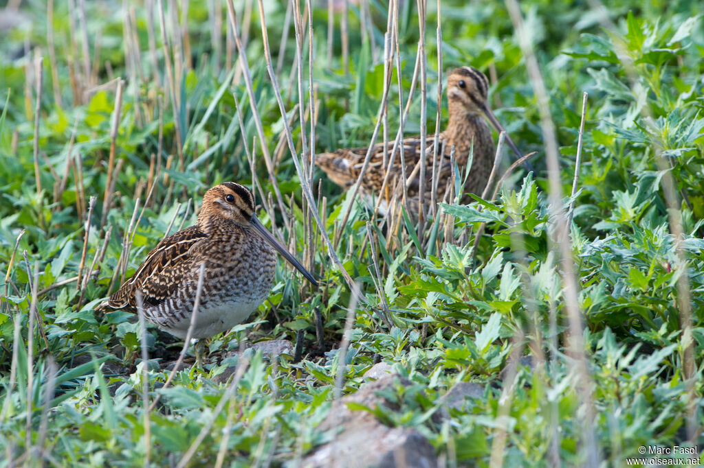 Common Snipe