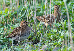 Common Snipe