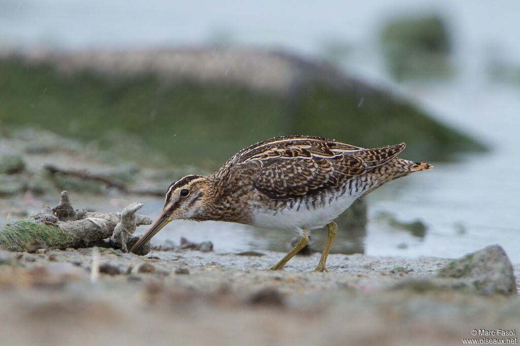 Common Snipeadult post breeding, identification, feeding habits