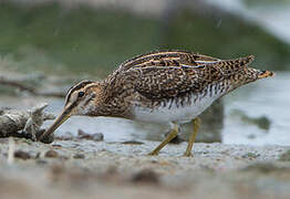 Common Snipe