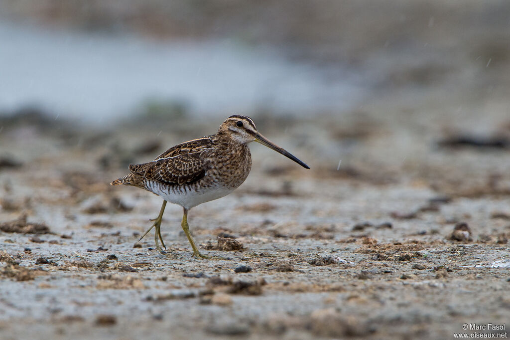 Common Snipeadult post breeding, walking