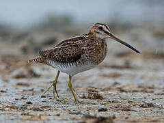 Common Snipe