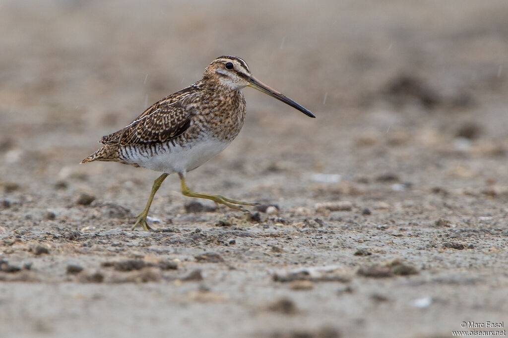 Common Snipeadult post breeding, identification, walking