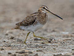 Common Snipe