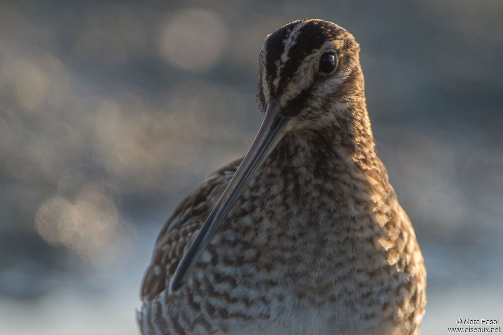 Common Snipeadult, close-up portrait