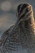 Common Snipe