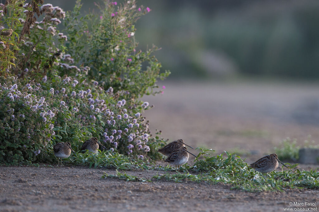 Common Snipe