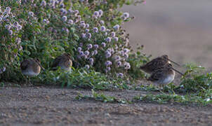 Common Snipe