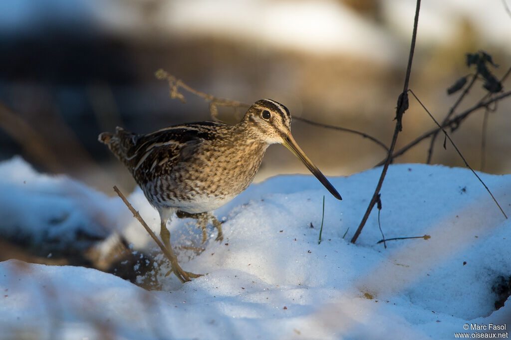 Common Snipeadult, identification, walking