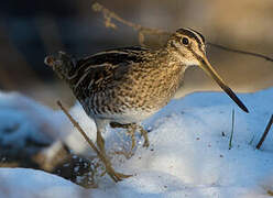 Common Snipe