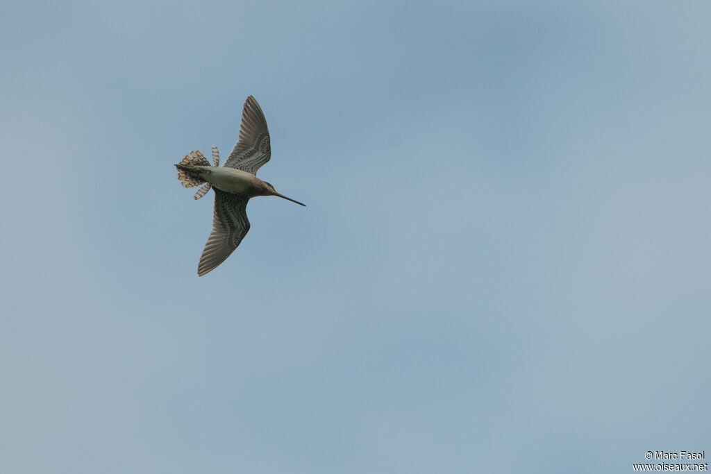 Common Snipe male adult, Flight, courting display