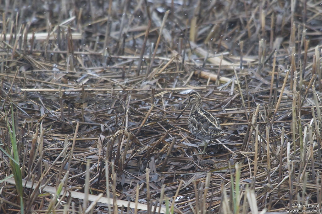 Common Snipeadult post breeding, identification, Behaviour