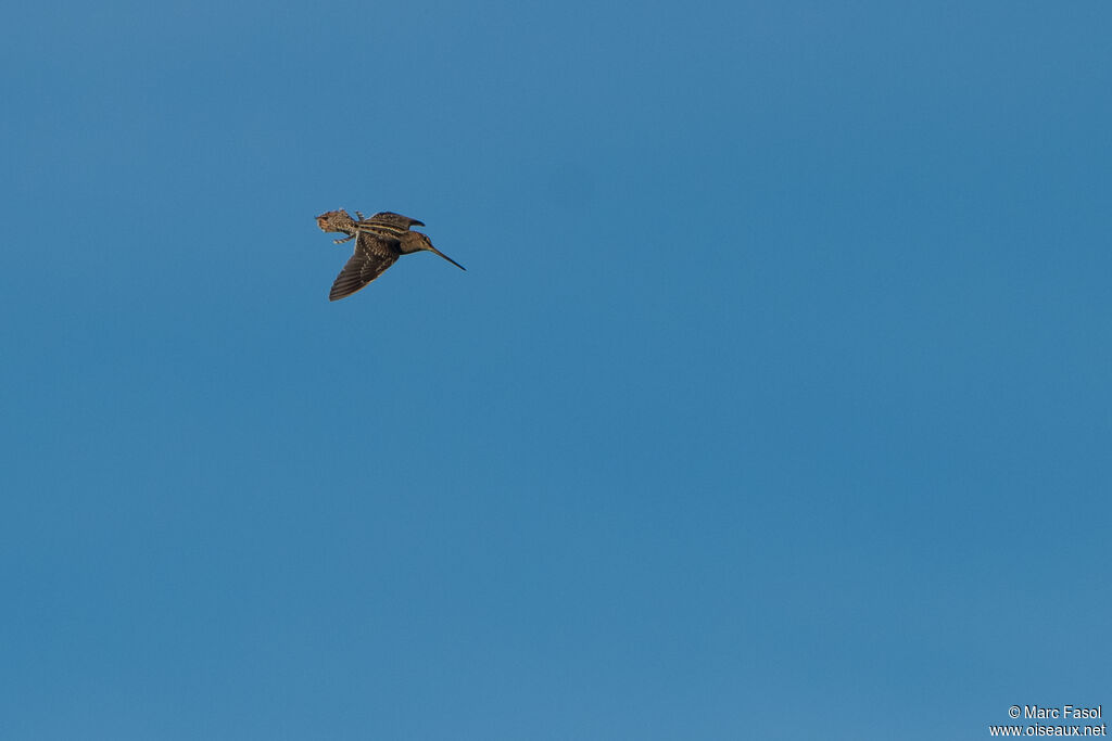 Common Snipe male adult breeding, Flight, courting display