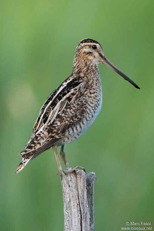 Common Snipe male adult, identification