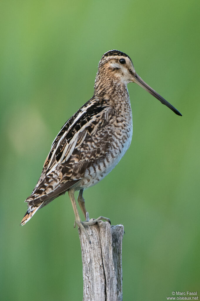 Common Snipe male adult, identification