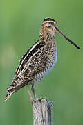 Common Snipe