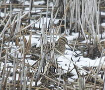 Common Snipe