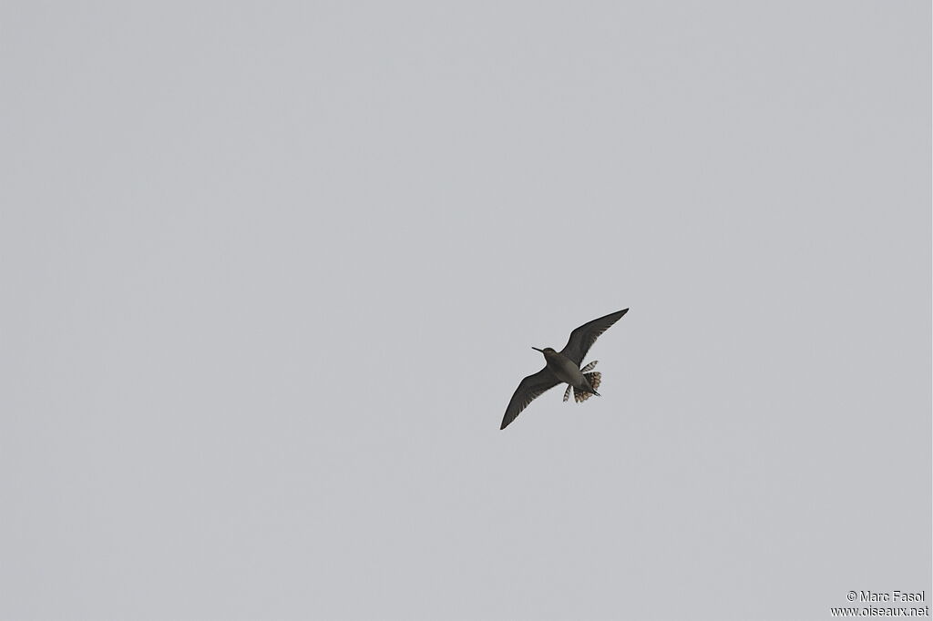 Common Snipeadult breeding, Flight