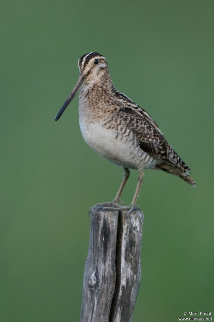 Common Snipe male adult, identification, courting display