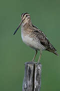 Common Snipe