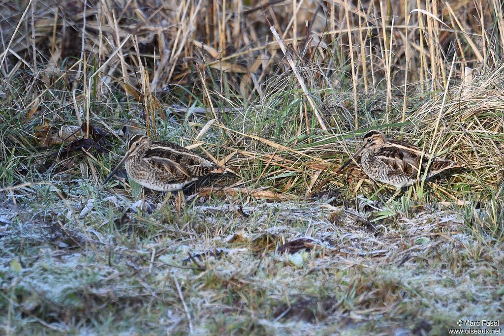 Common Snipeadult post breeding, identification, Behaviour