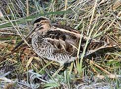 Common Snipe