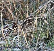 Common Snipe