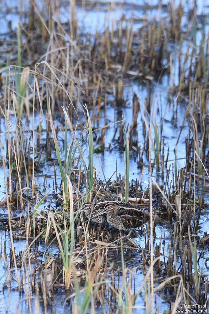 Common Snipeadult post breeding, identification, Behaviour