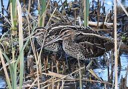 Common Snipe