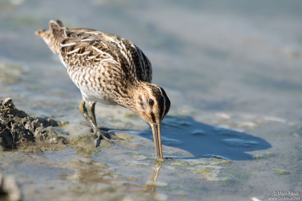 Common Snipeadult post breeding, identification, feeding habits, Behaviour