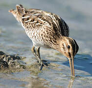 Common Snipe