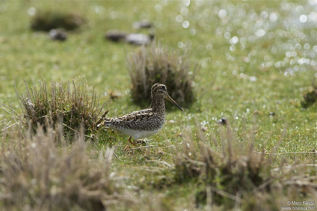 Bécassine du punaadulte, identification