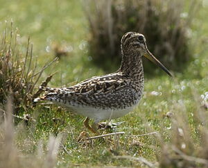 Bécassine du puna