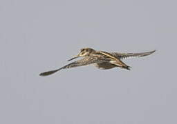 Jack Snipe