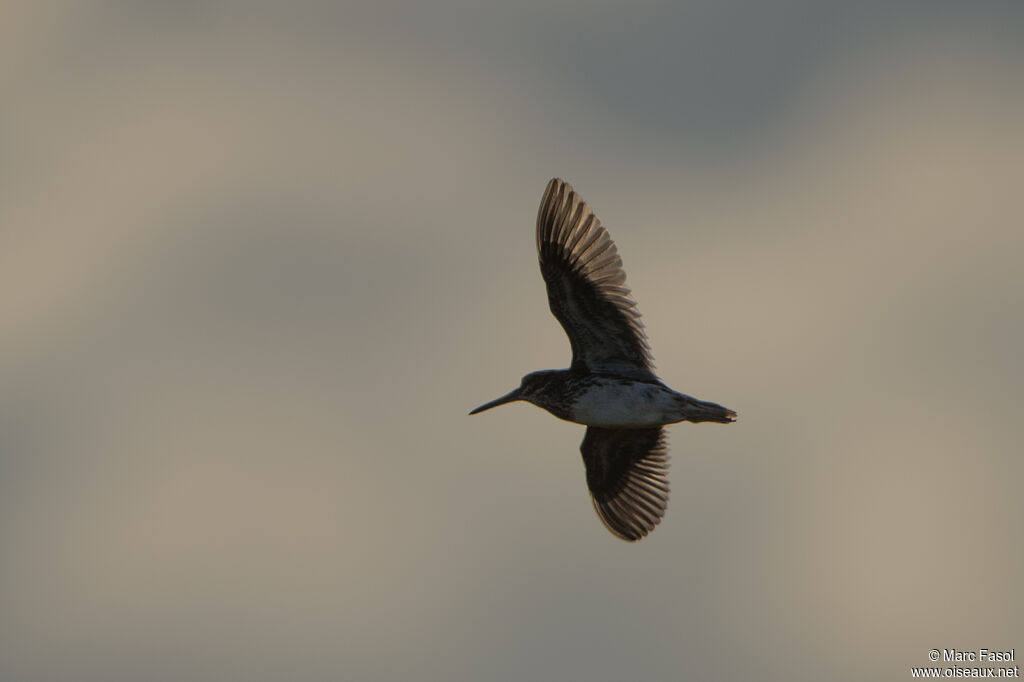 Jack Snipe, Flight