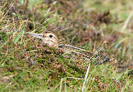 Jack Snipe