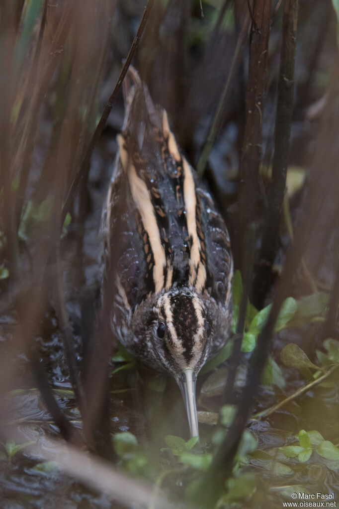 Bécassine sourdeadulte, identification, camouflage