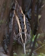 Jack Snipe