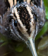 Jack Snipe