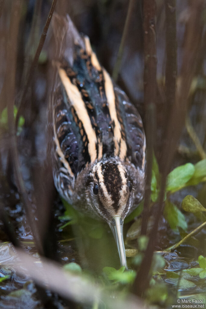 Bécassine sourdeadulte, camouflage