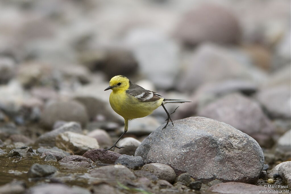 Citrine Wagtail male adult breeding, identification