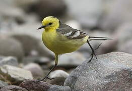 Citrine Wagtail