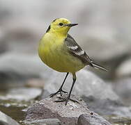 Citrine Wagtail